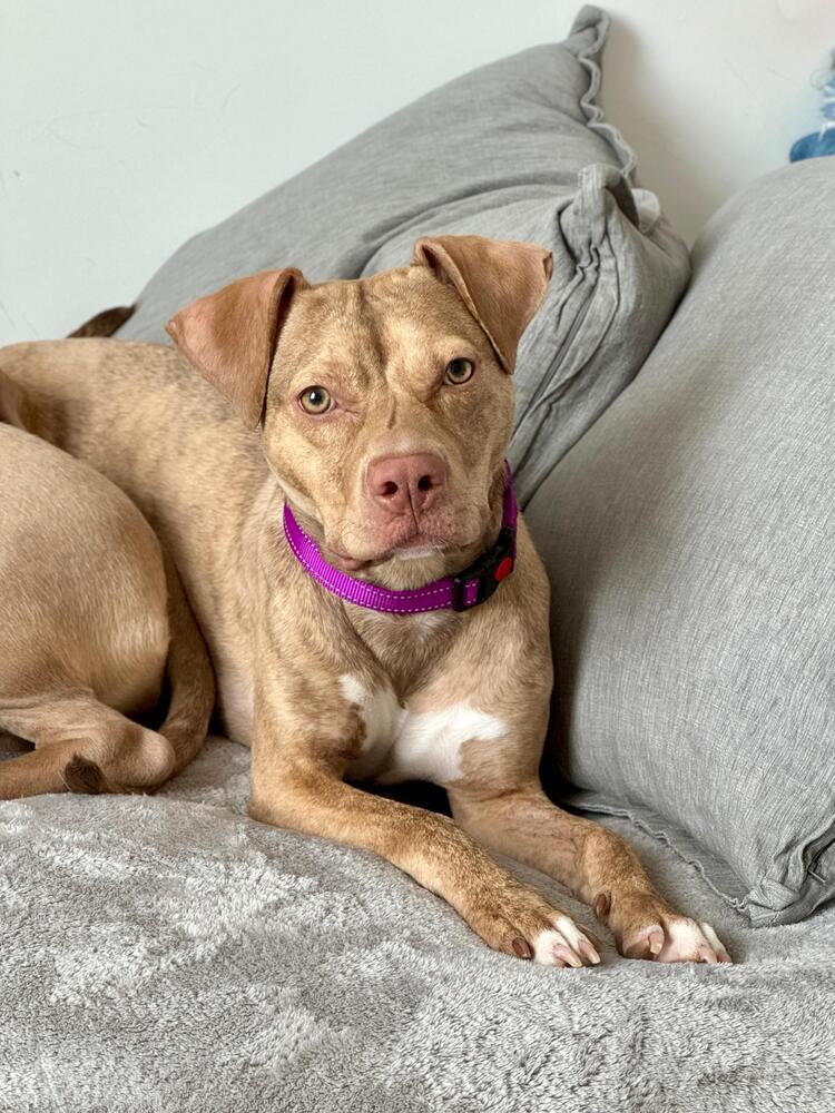 Nieveah, a Adopted mixed breed in Bronx, NY image 4/6