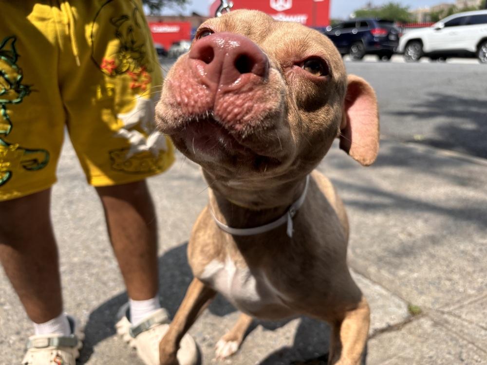 Nieveah, a Adopted mixed breed in Bronx, NY image 5/6