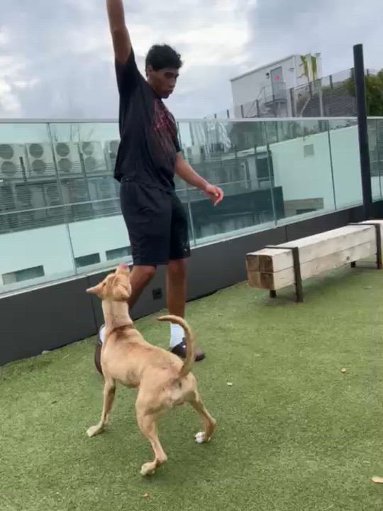 Enlarge Nieveah, a Adopted mixed breed in Bronx, NY video 6/6