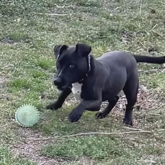 Stumpy, a Adoptable mixed breed in Eufaula, AL image 2/6