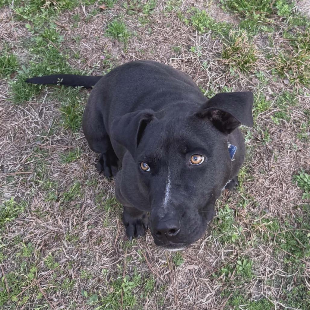 Stumpy, a Adoptable mixed breed in Eufaula, AL image 3/6