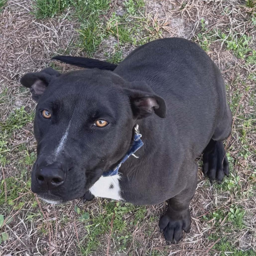 Stumpy, a Adoptable mixed breed in Eufaula, AL image 4/6