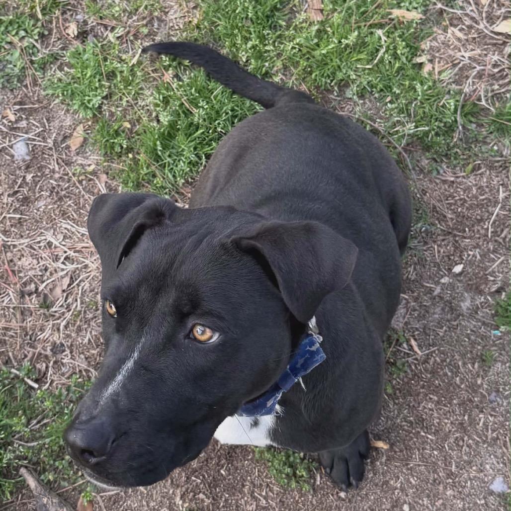 Stumpy, a Adoptable mixed breed in Eufaula, AL image 5/6