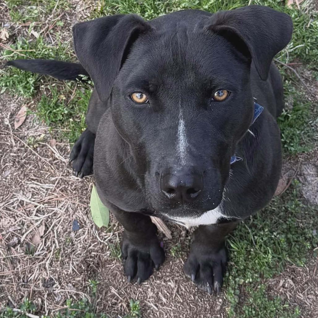 Stumpy, a Adoptable mixed breed in Eufaula, AL image 6/6