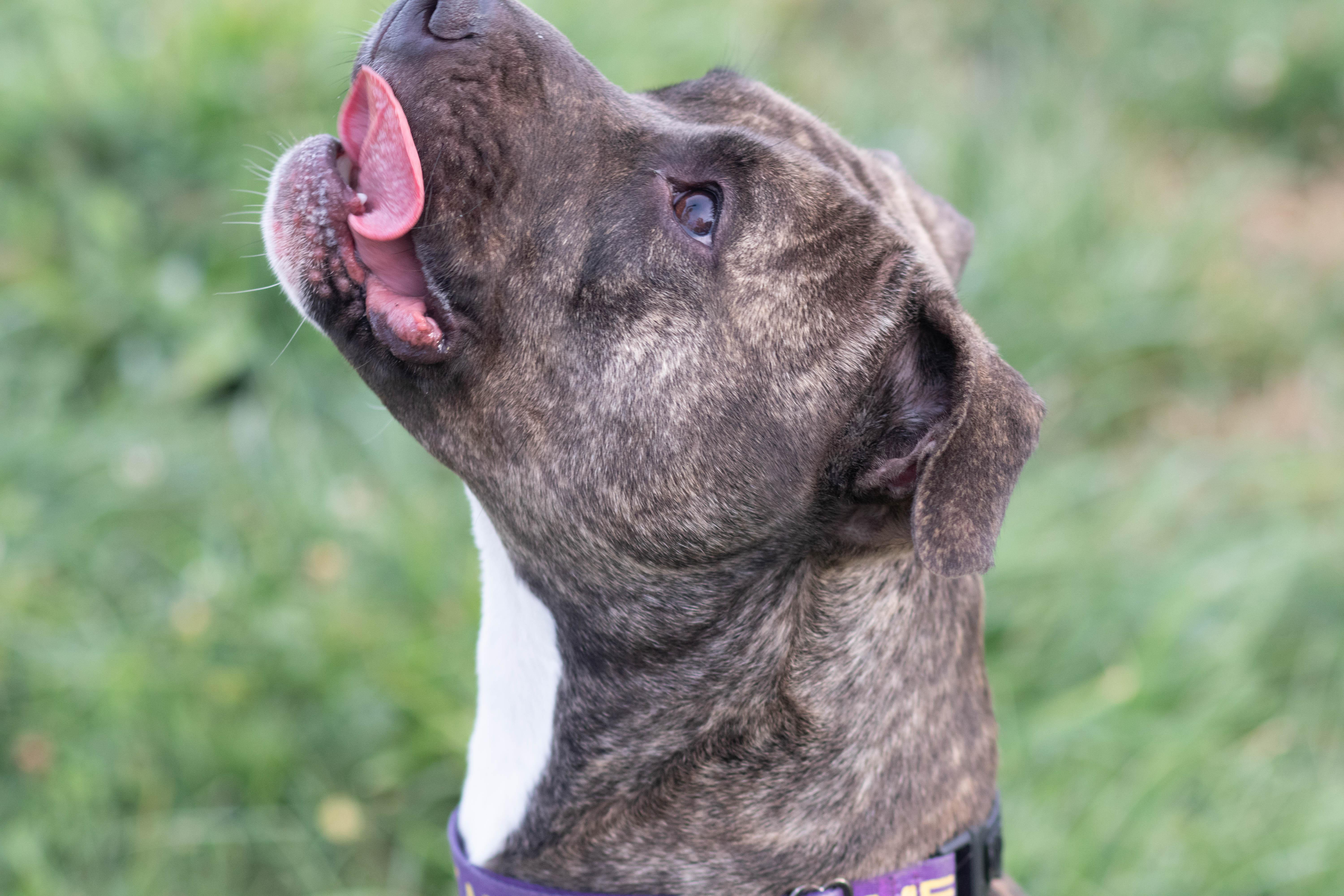 Enlarge Sweet Pea, a Adoptable American Staffordshire Terrier in Roachdale, IN image 1/6