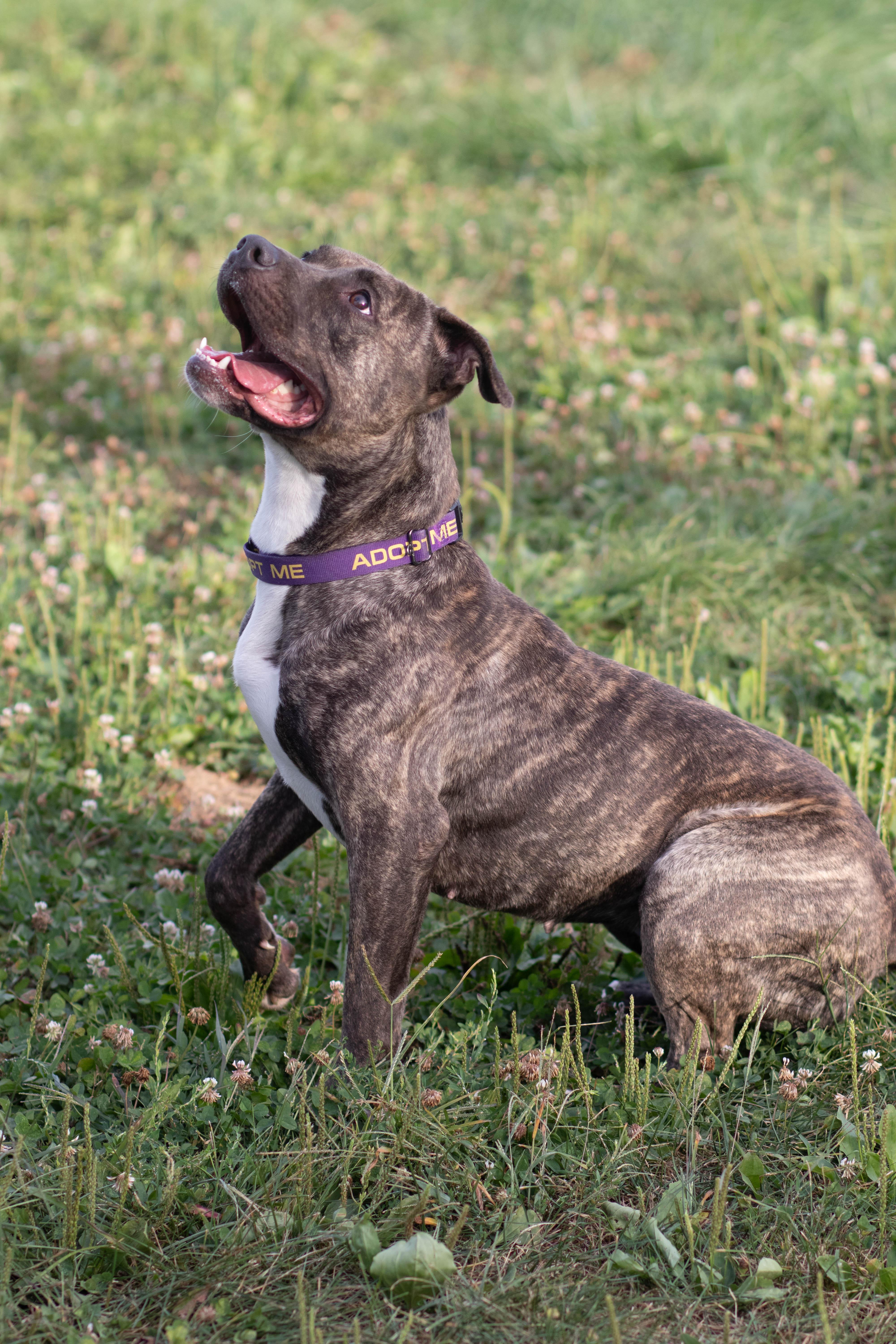 Enlarge Sweet Pea, a Adoptable American Staffordshire Terrier in Roachdale, IN image 2/6