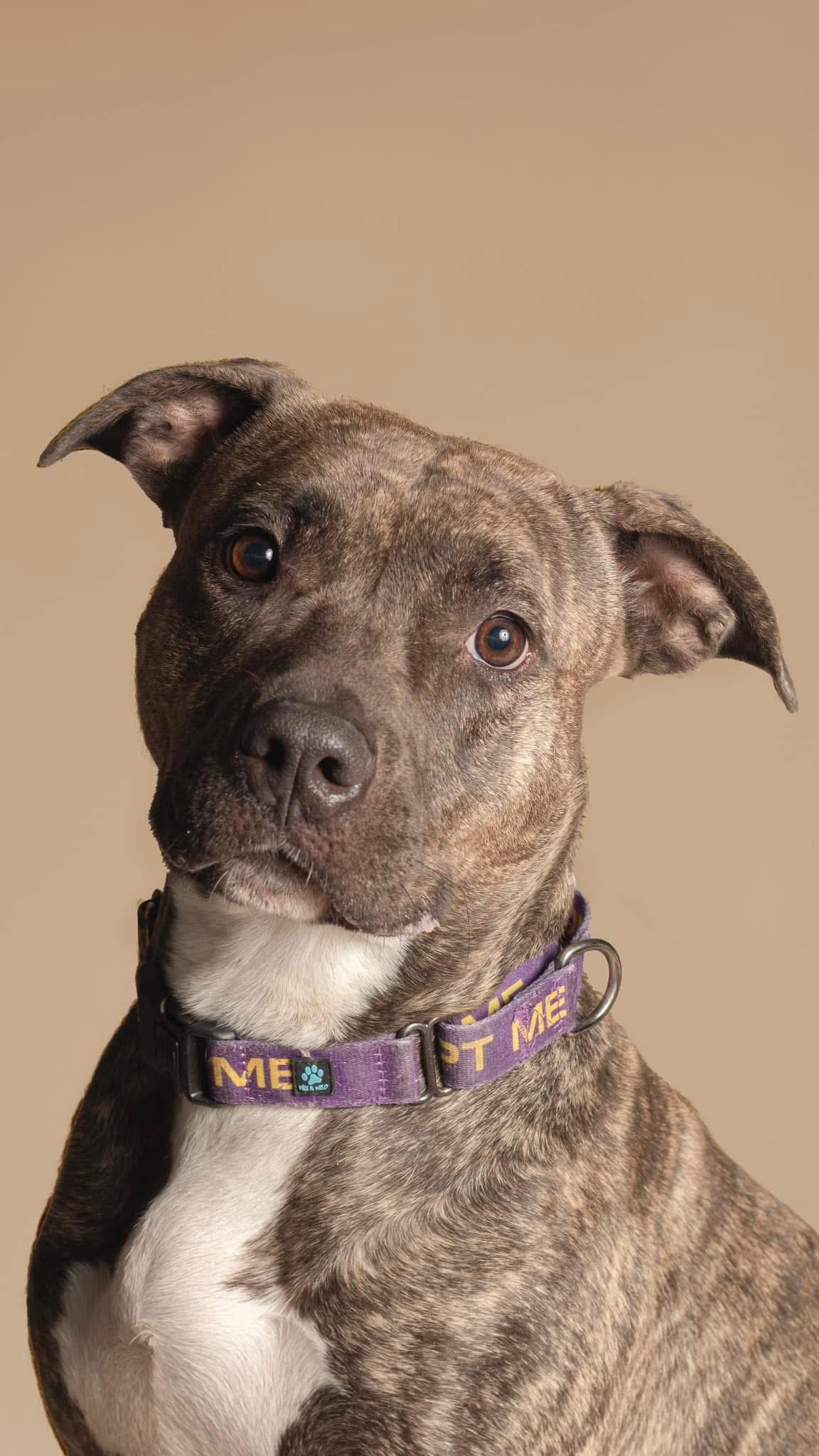 Enlarge Sweet Pea, a Adoptable American Staffordshire Terrier in Roachdale, IN image 3/6