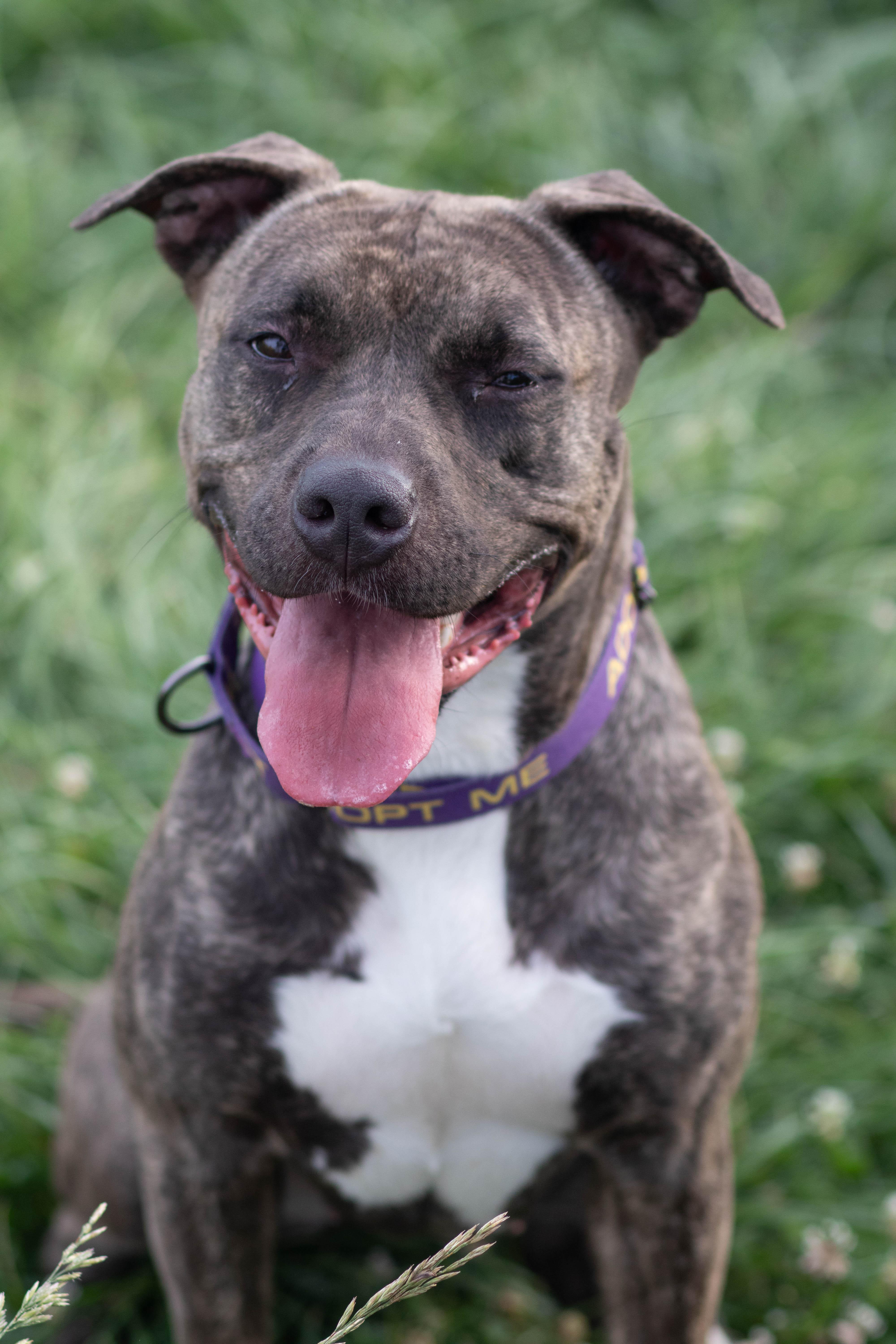 Enlarge Sweet Pea, a Adoptable American Staffordshire Terrier in Roachdale, IN image 4/6