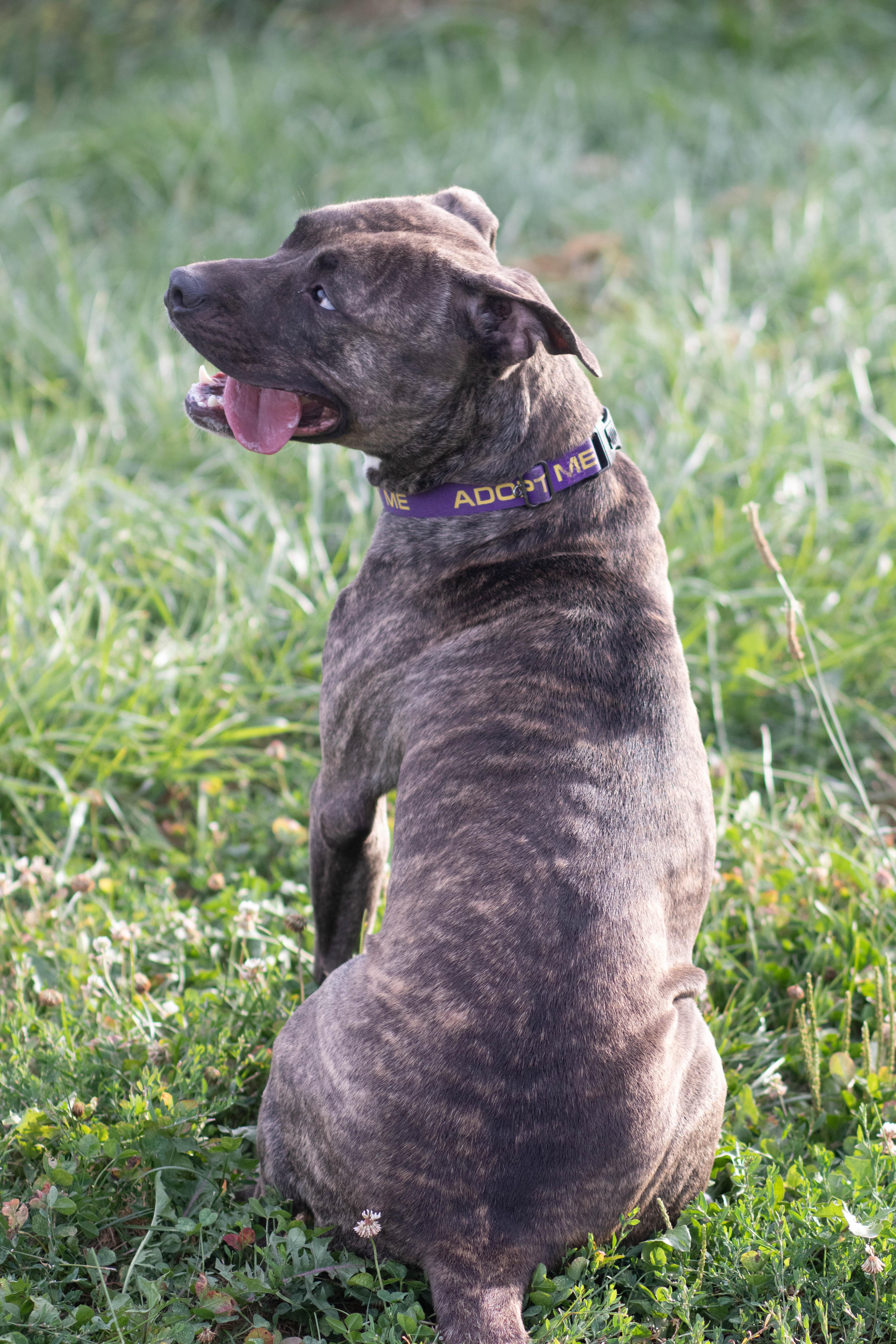 Enlarge Sweet Pea, a Adoptable American Staffordshire Terrier in Roachdale, IN image 5/6
