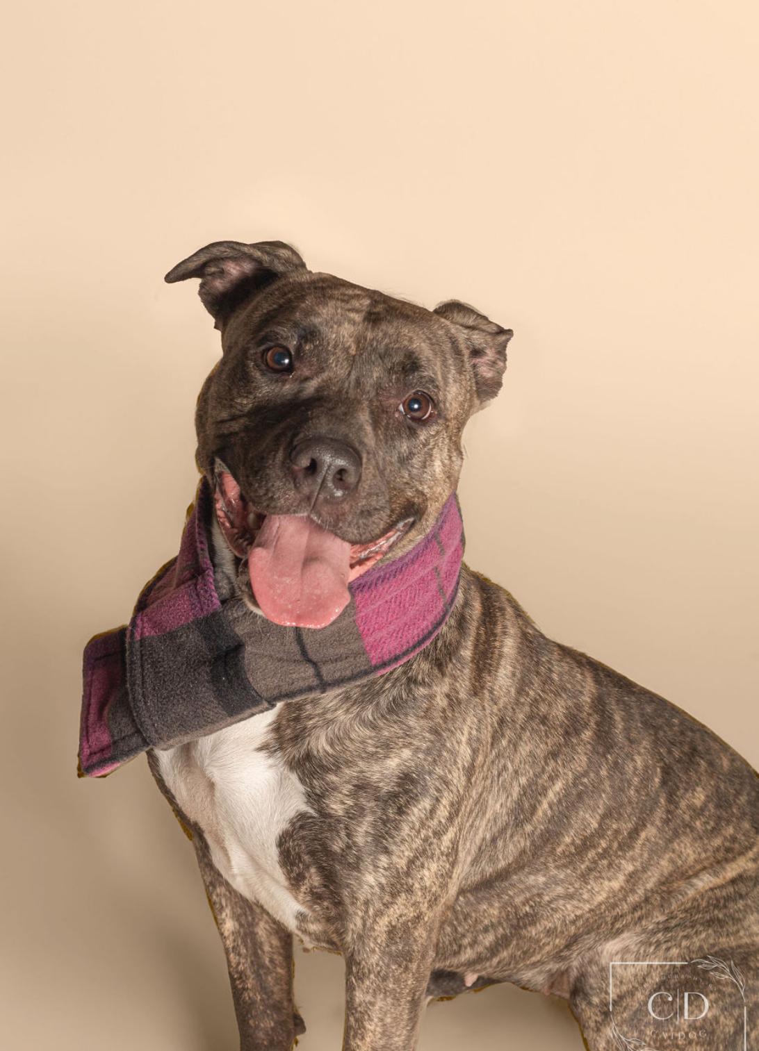Enlarge Sweet Pea, a Adoptable American Staffordshire Terrier in Roachdale, IN image 6/6