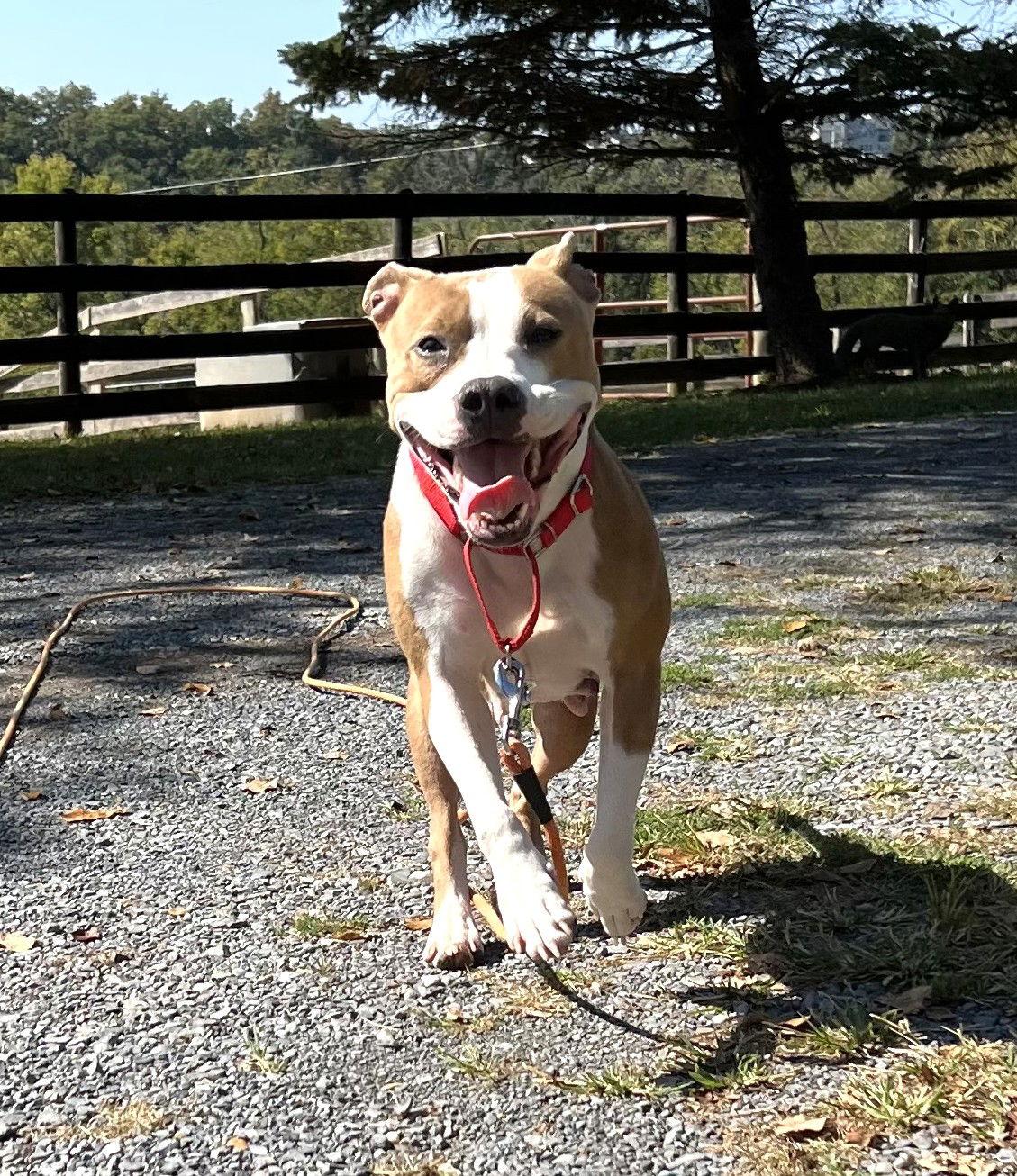 Billie (fka Jennifer Hudson), a Adopted Pit Bull Terrier in Rockville, MD image 1/3