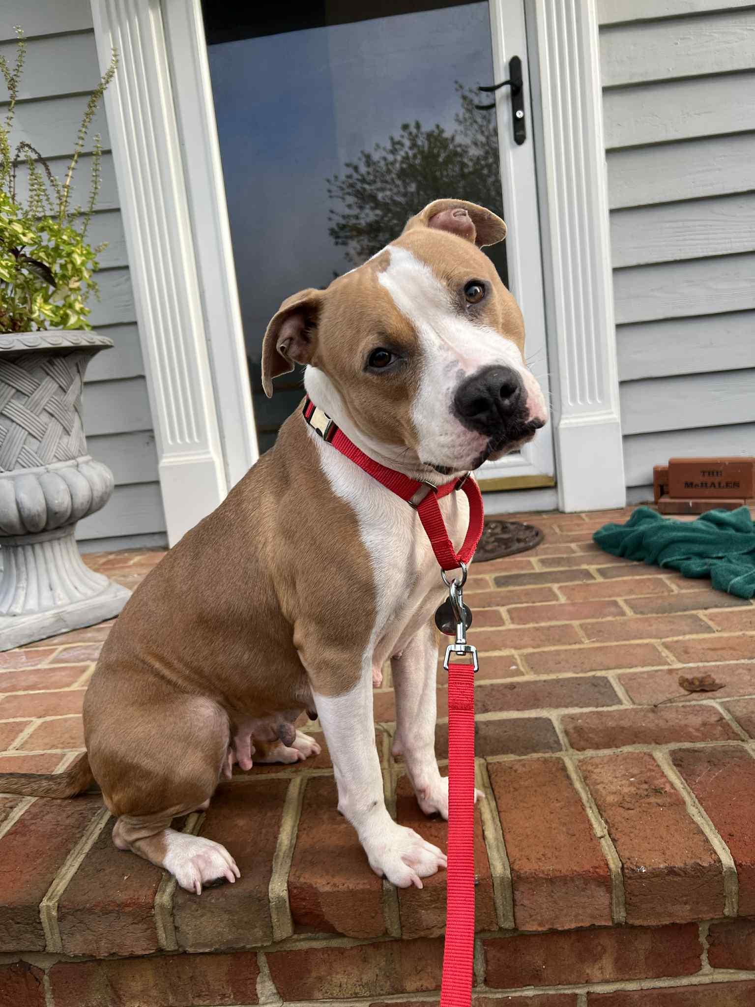 Billie (fka Jennifer Hudson), a Adopted Pit Bull Terrier in Rockville, MD image 2/3
