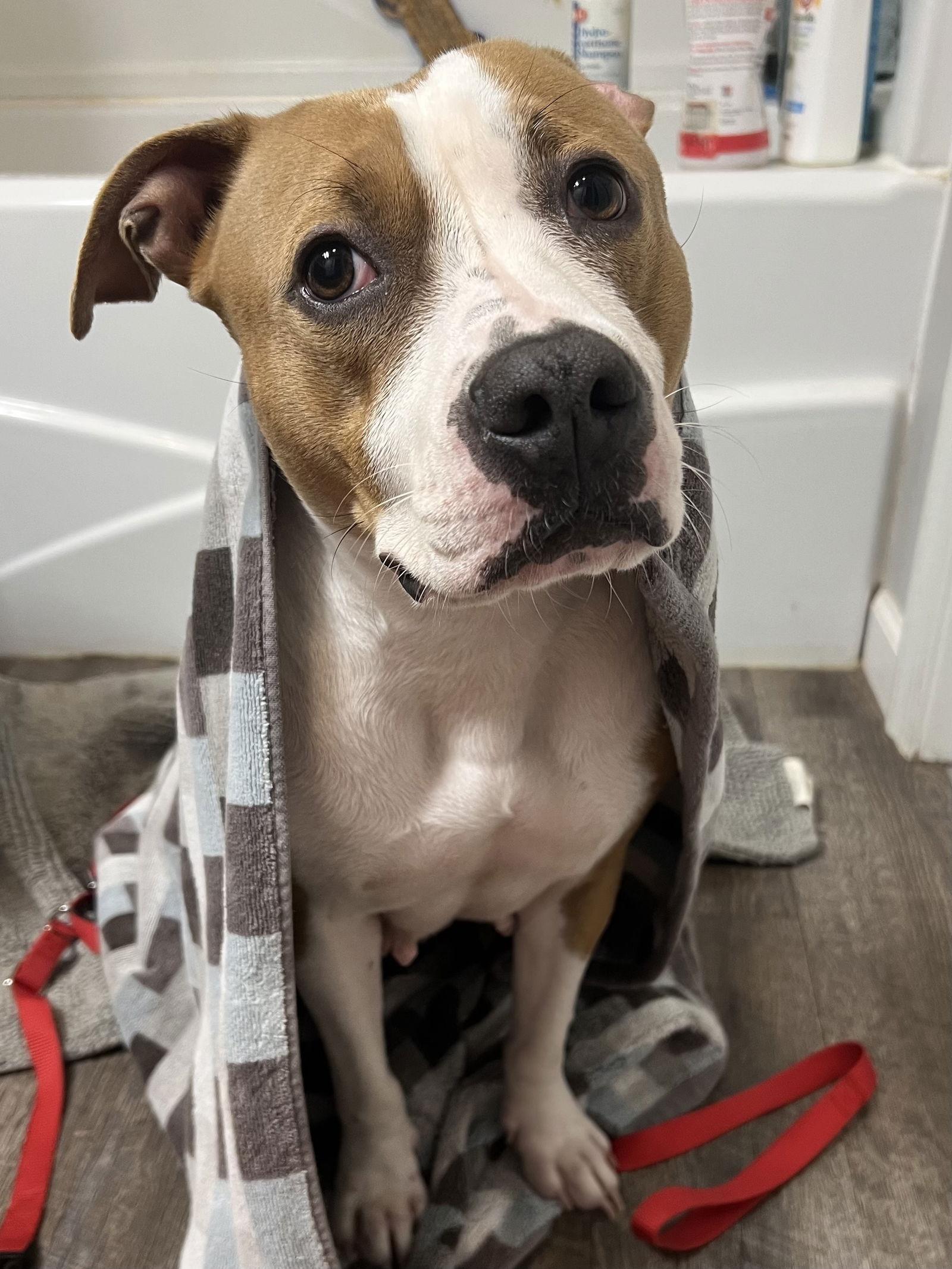 Billie (fka Jennifer Hudson), a Adopted Pit Bull Terrier in Rockville, MD image 3/3