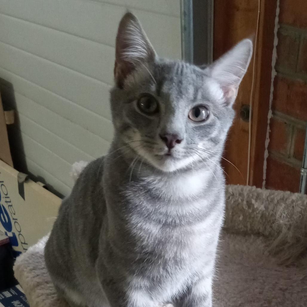 Ninja, Adoptable, Kitten Male Domestic Short Hair.