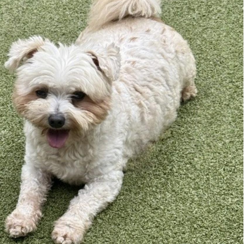 Enlarge TEDDY, a Adoptable mixed breed in Brewster, NY image 3/6
