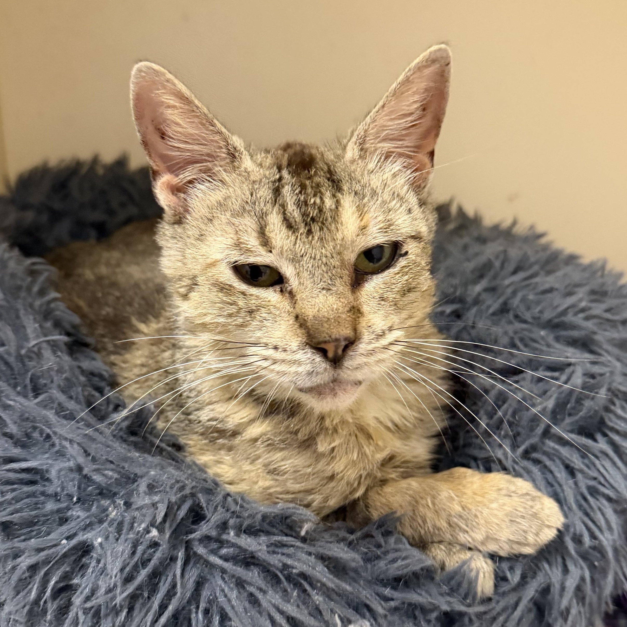 Polly, a ADOPTABLE Domestic Short Hair in Cooperstown, NY image 2/2