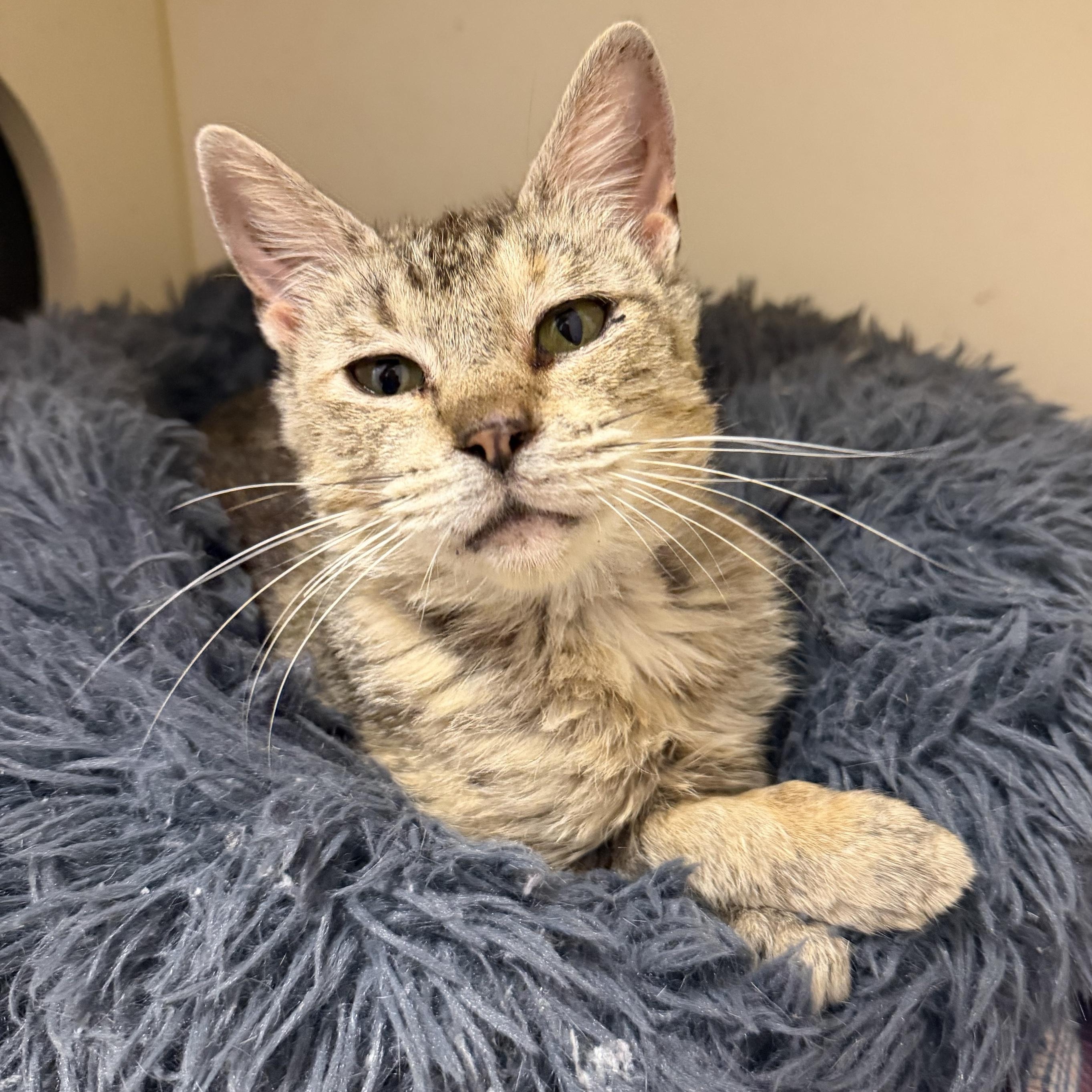 Polly, ADOPTABLE, Adult Female Domestic Short Hair.