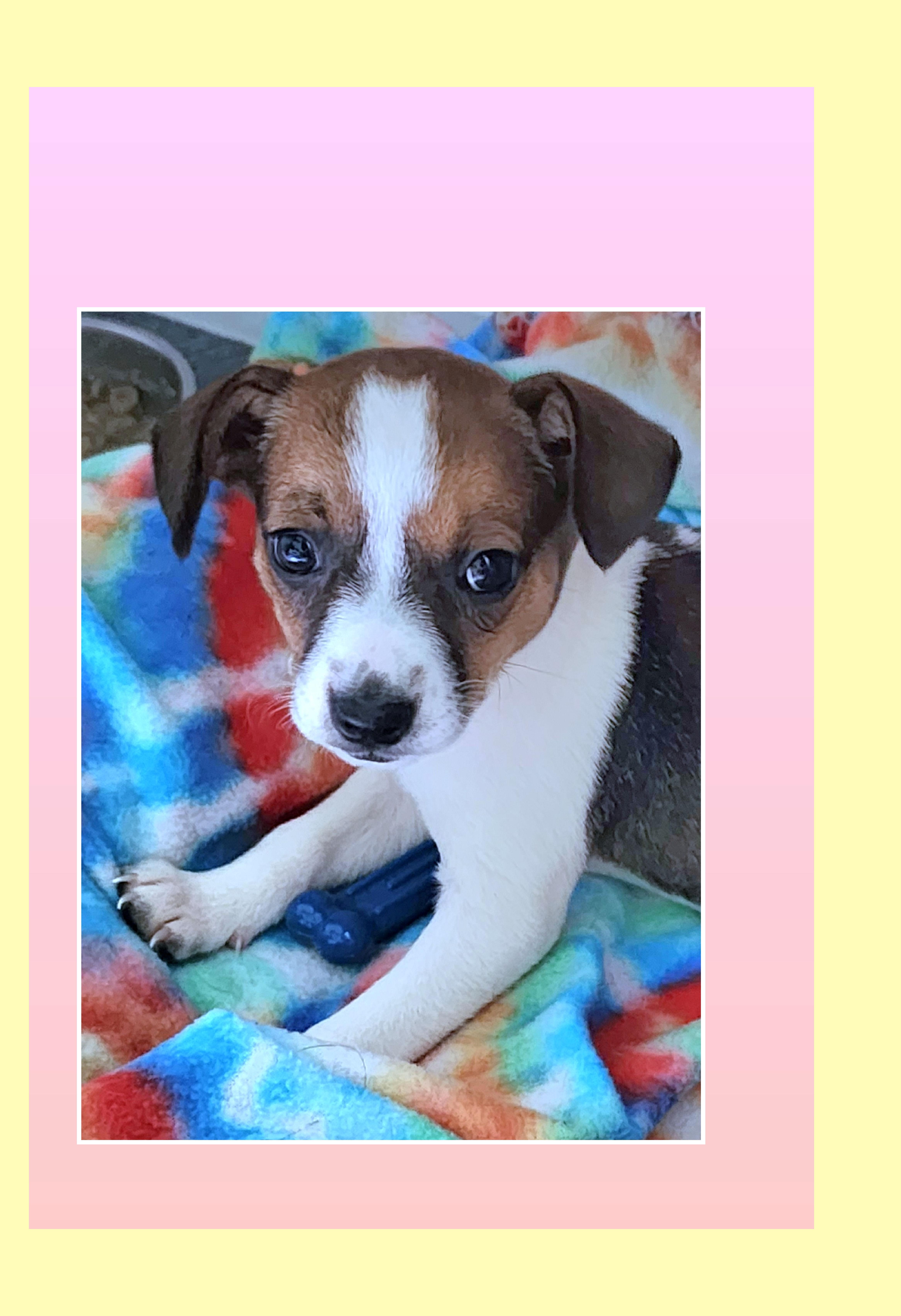 Toffee, Baby Female Beagle
