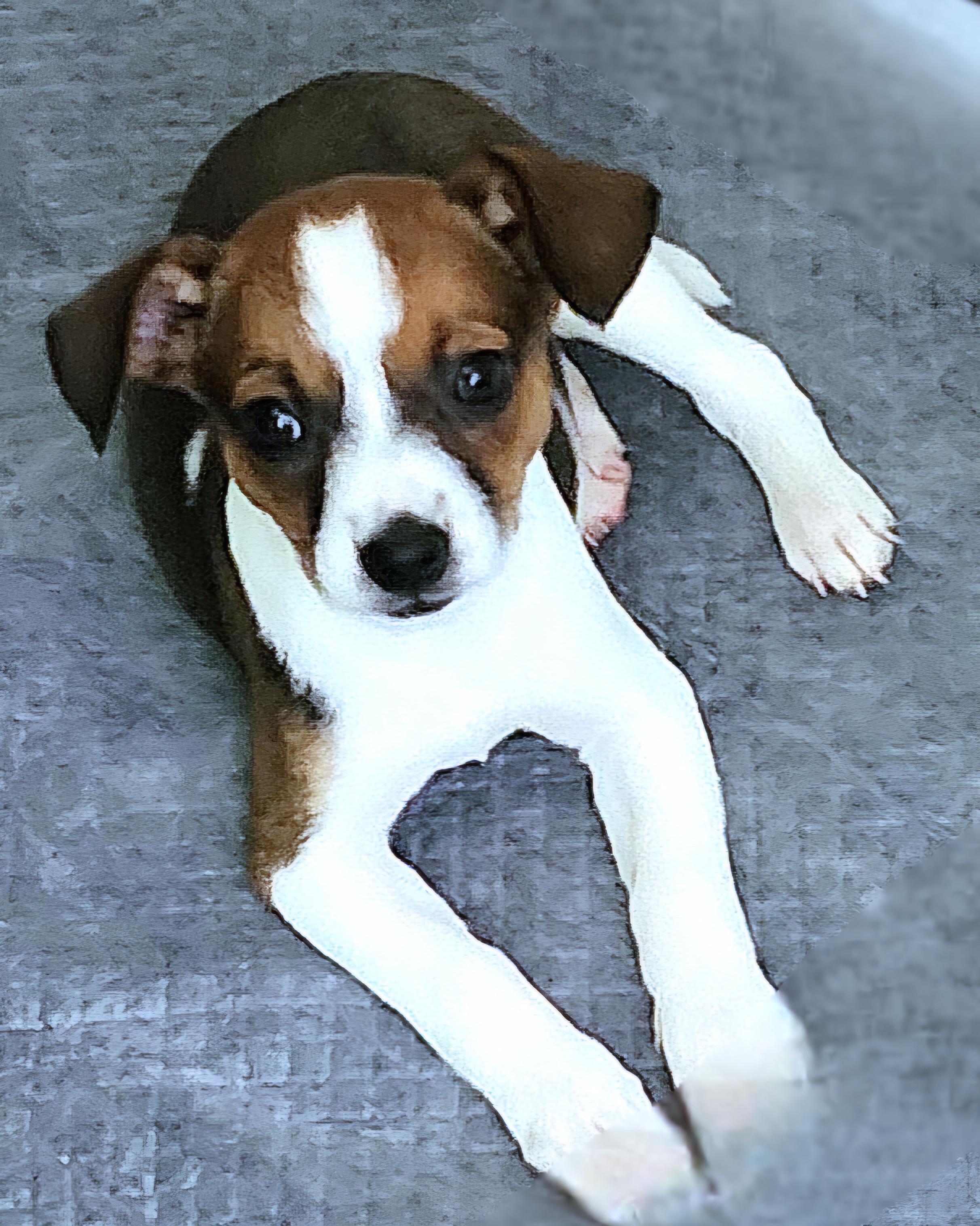 Toffee photo 2