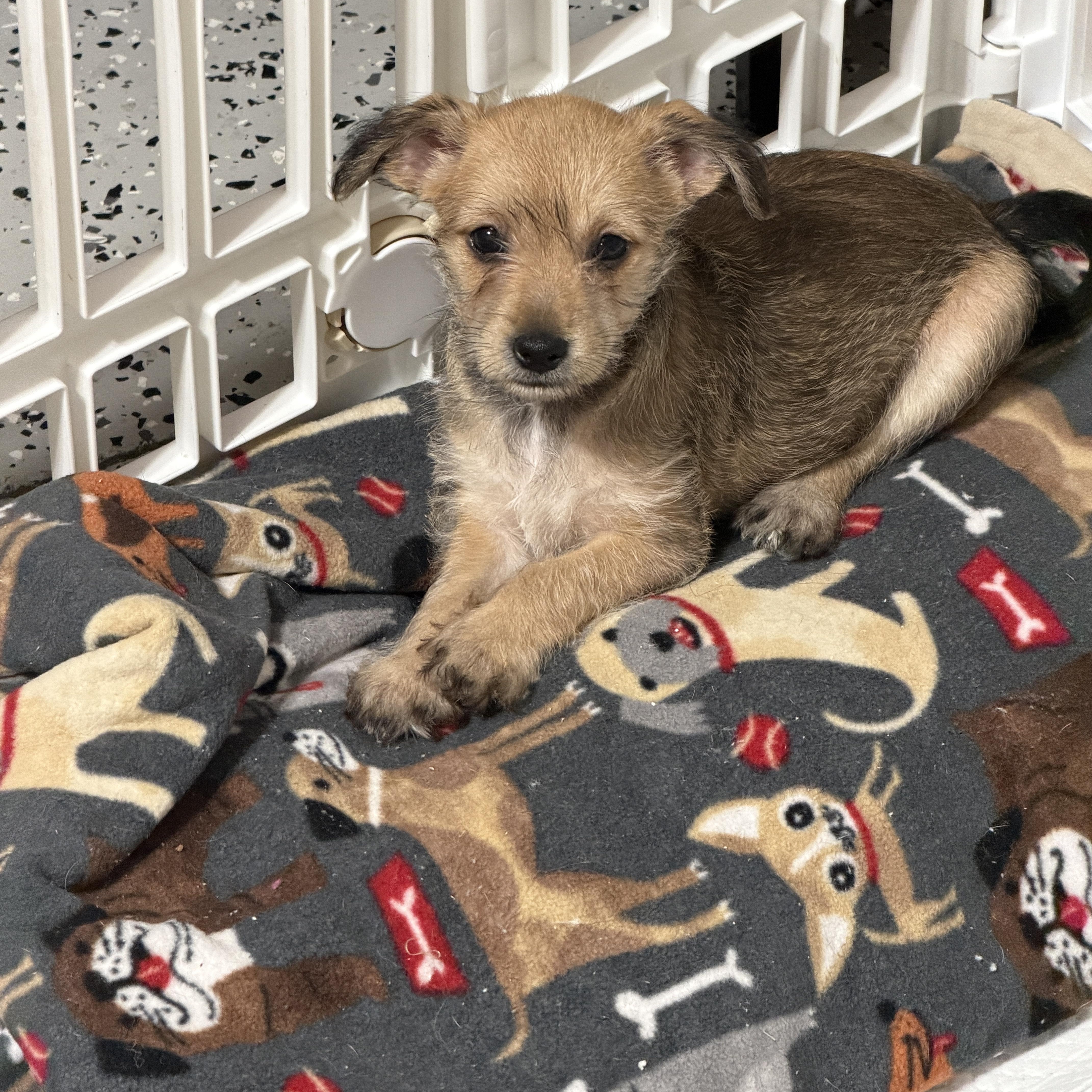 Enlarge Laney, a ADOPTABLE mixed breed in LEHIGH ACRES, FL image 2/5