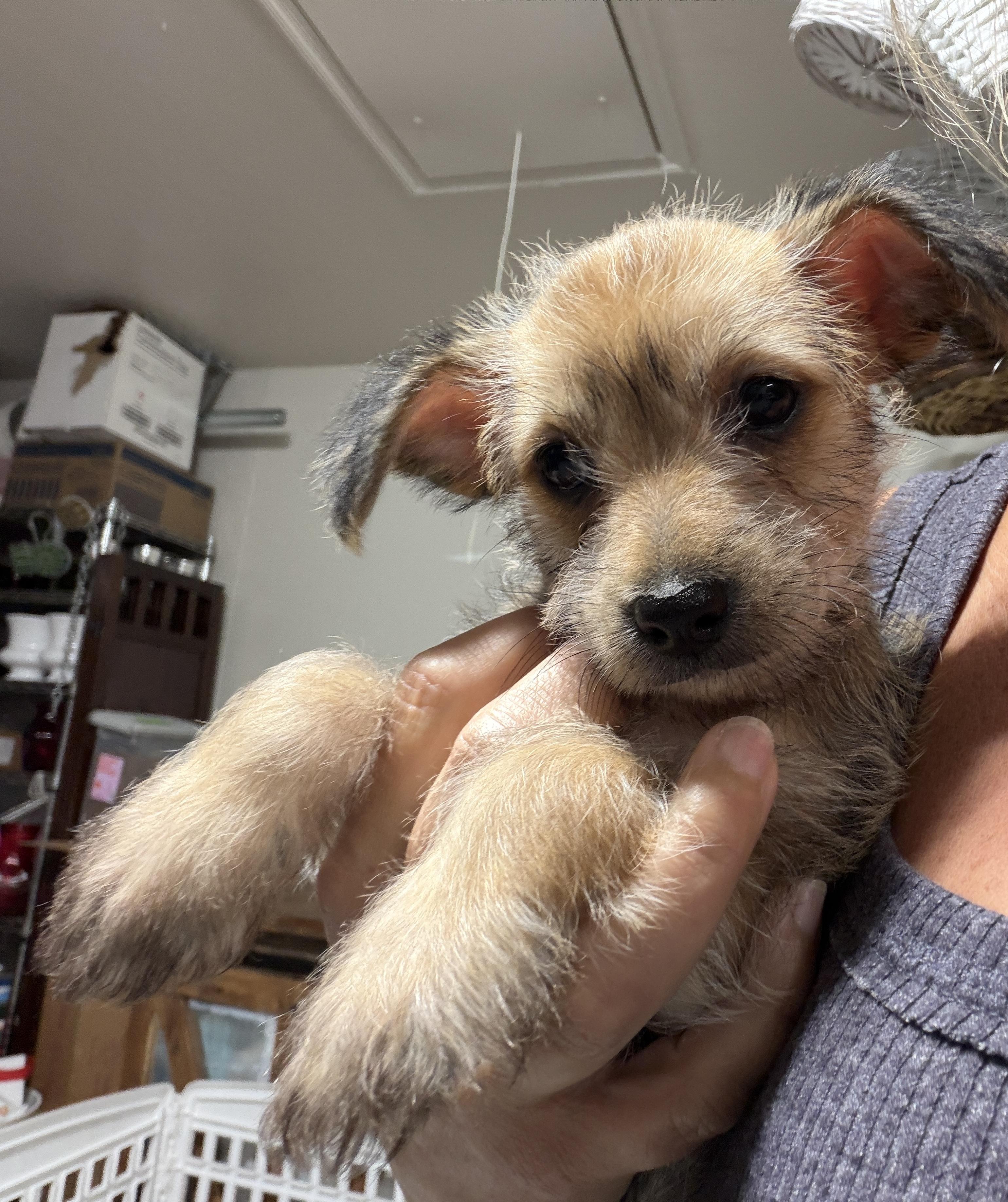 Enlarge Laney, a ADOPTABLE mixed breed in LEHIGH ACRES, FL image 5/5