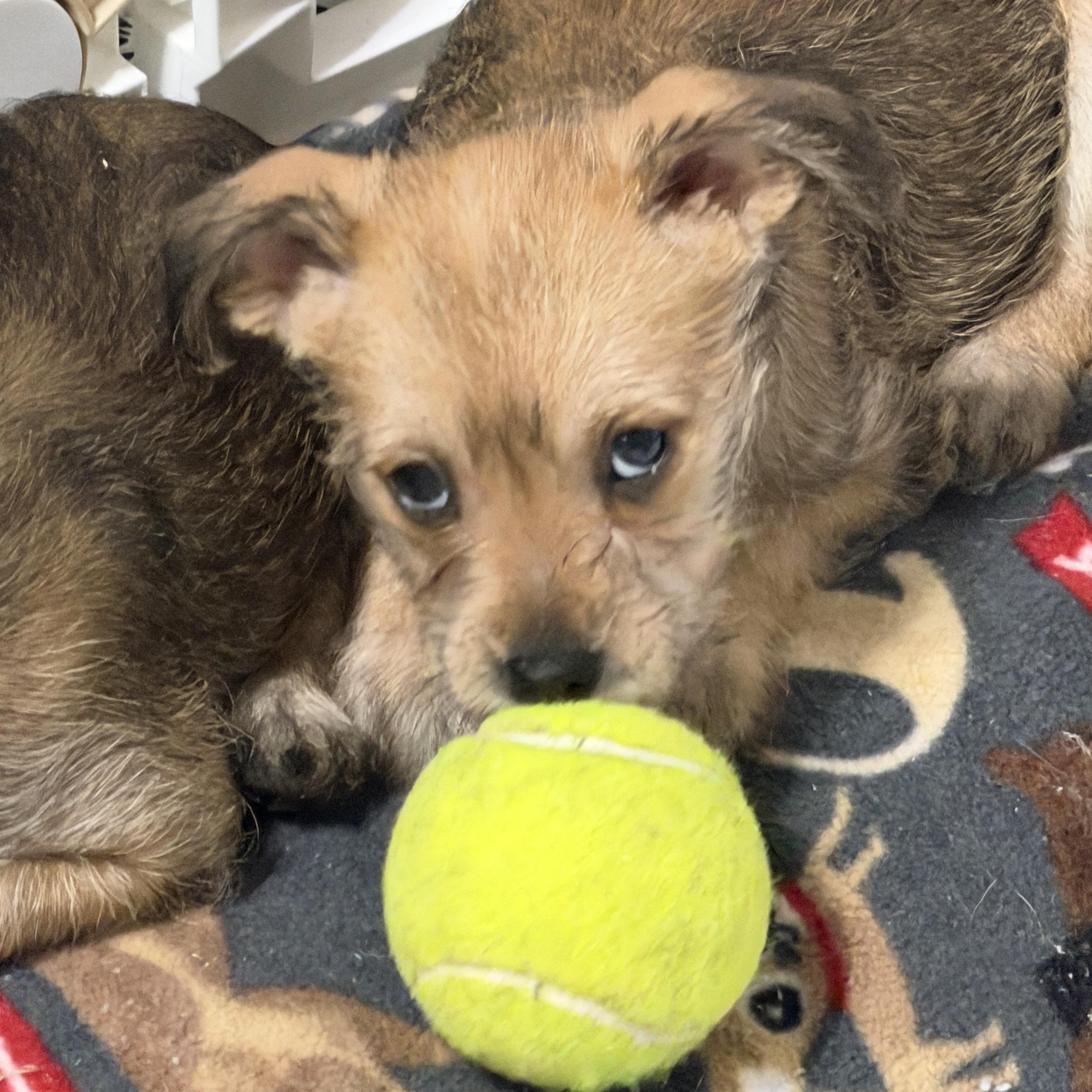 Enlarge Laney, a ADOPTABLE mixed breed in LEHIGH ACRES, FL image 4/5