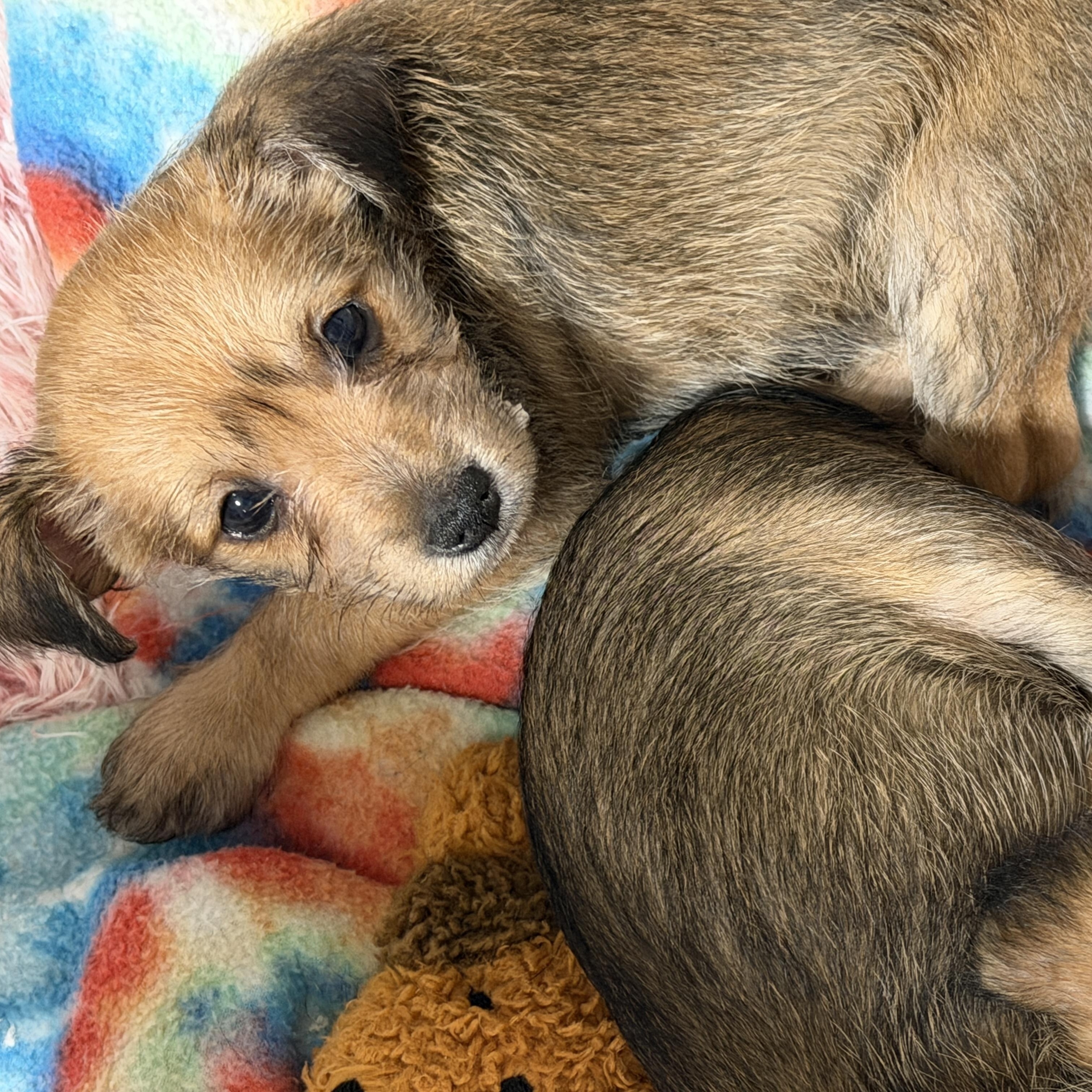 Enlarge Laney, a ADOPTABLE mixed breed in LEHIGH ACRES, FL image 3/5
