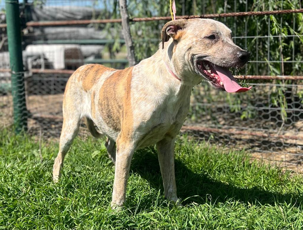 Enlarge Poppins, a Adoptable Cattle Dog in Fort Worth, TX image 2/6