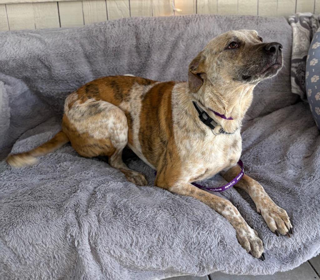 Poppins, Adoptable, Young Male Cattle Dog.