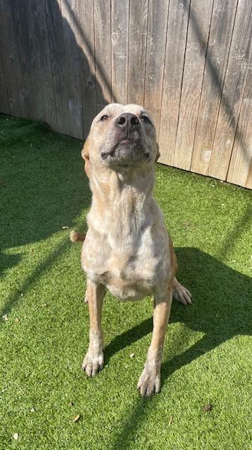 Enlarge Poppins, a Adoptable Cattle Dog in Fort Worth, TX image 2/4