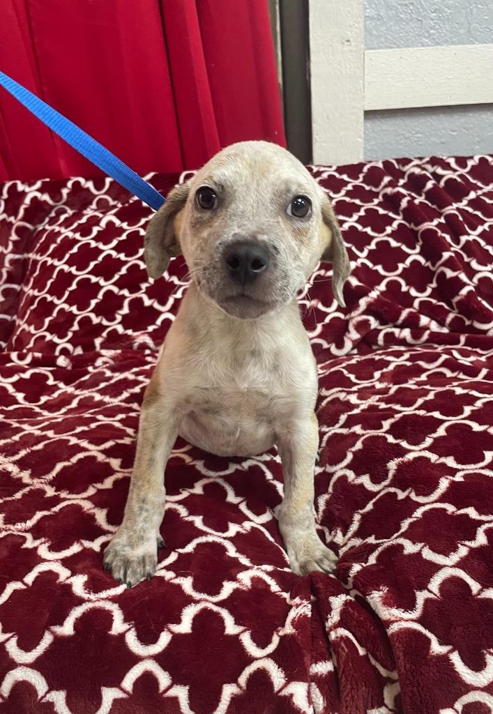 Enlarge Poppins, a Adoptable Cattle Dog in Fort Worth, TX image 3/6