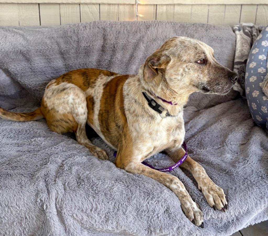Enlarge Poppins, a Adoptable Cattle Dog in Fort Worth, TX image 3/4