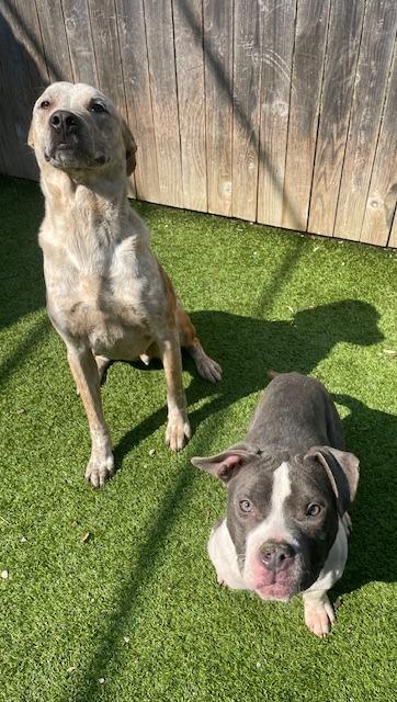 Enlarge Poppins, a Adoptable Cattle Dog in Fort Worth, TX image 6/6