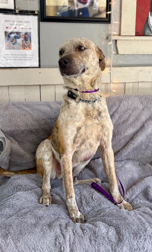 Enlarge Poppins, a Adoptable Cattle Dog in Fort Worth, TX image 4/4
