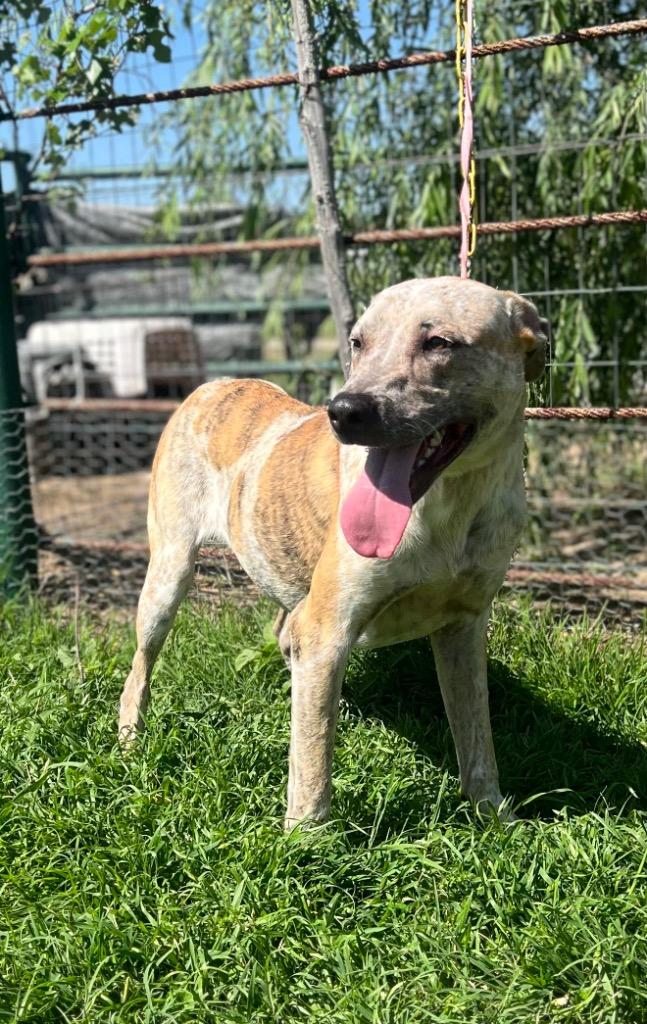Enlarge Poppins, a Adoptable Cattle Dog in Fort Worth, TX image 6/6