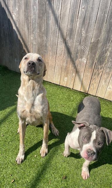 Poppins, a Adoptable Cattle Dog in Fort Worth, TX image 5/6