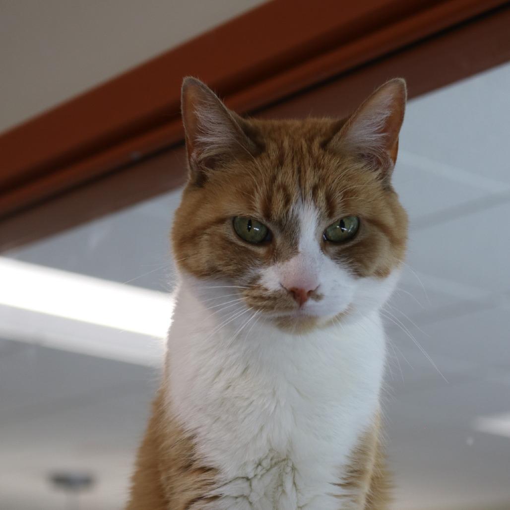 Ms. Kisha, Adoptable, Senior Female Domestic Short Hair.