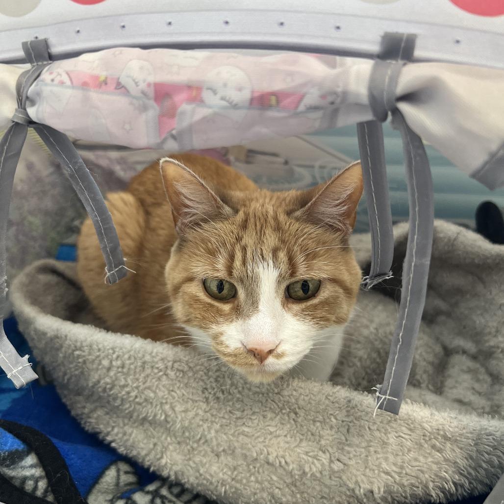 Enlarge Ms. Kisha, a Adoptable Domestic Short Hair in Saint Cloud, MN image 2/6