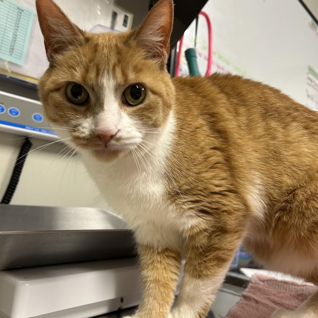 Enlarge Ms. Kisha, a Adoptable Domestic Short Hair in Saint Cloud, MN image 3/6