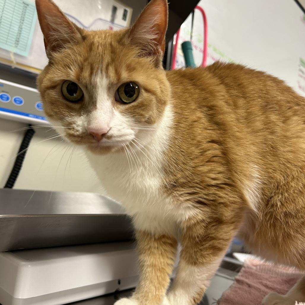 Enlarge Ms. Kisha, a Adoptable Domestic Short Hair in Saint Cloud, MN image 4/6