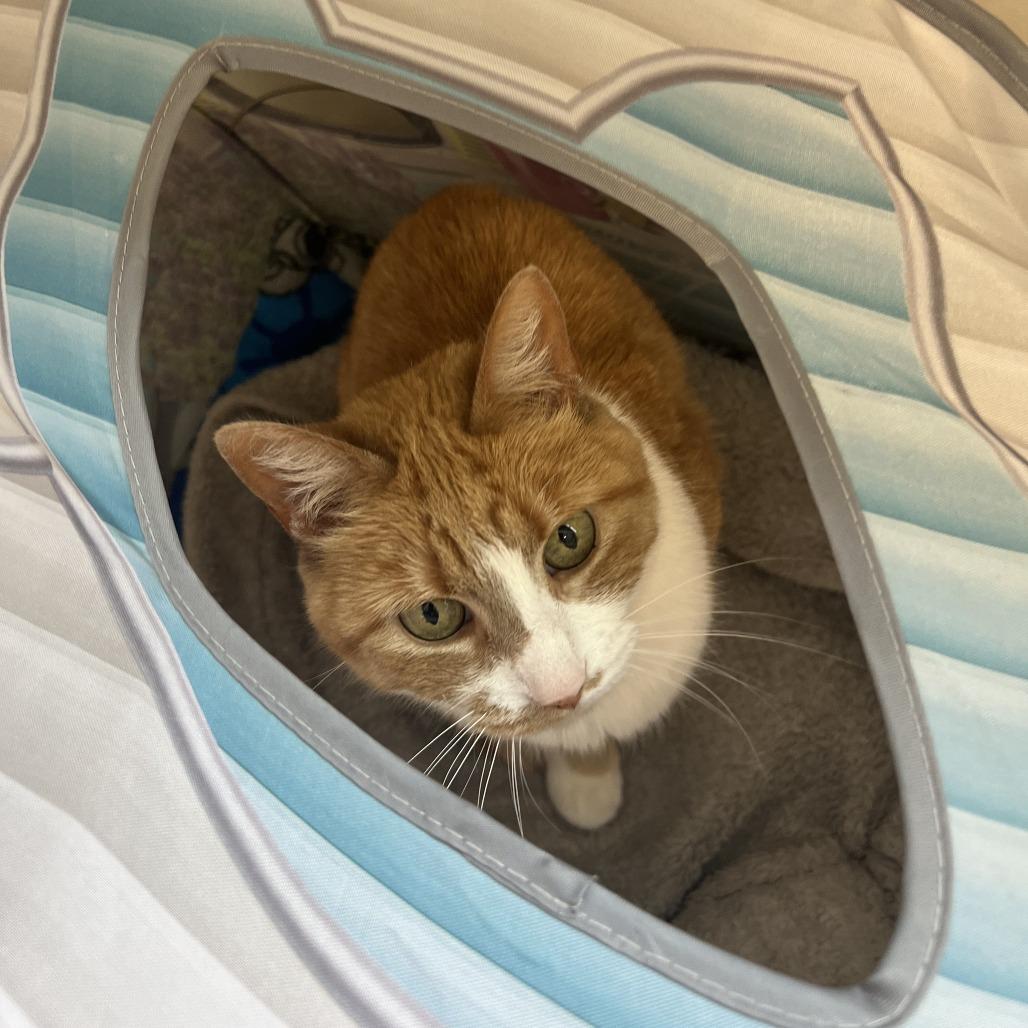 Enlarge Ms. Kisha, a Adoptable Domestic Short Hair in Saint Cloud, MN image 5/6