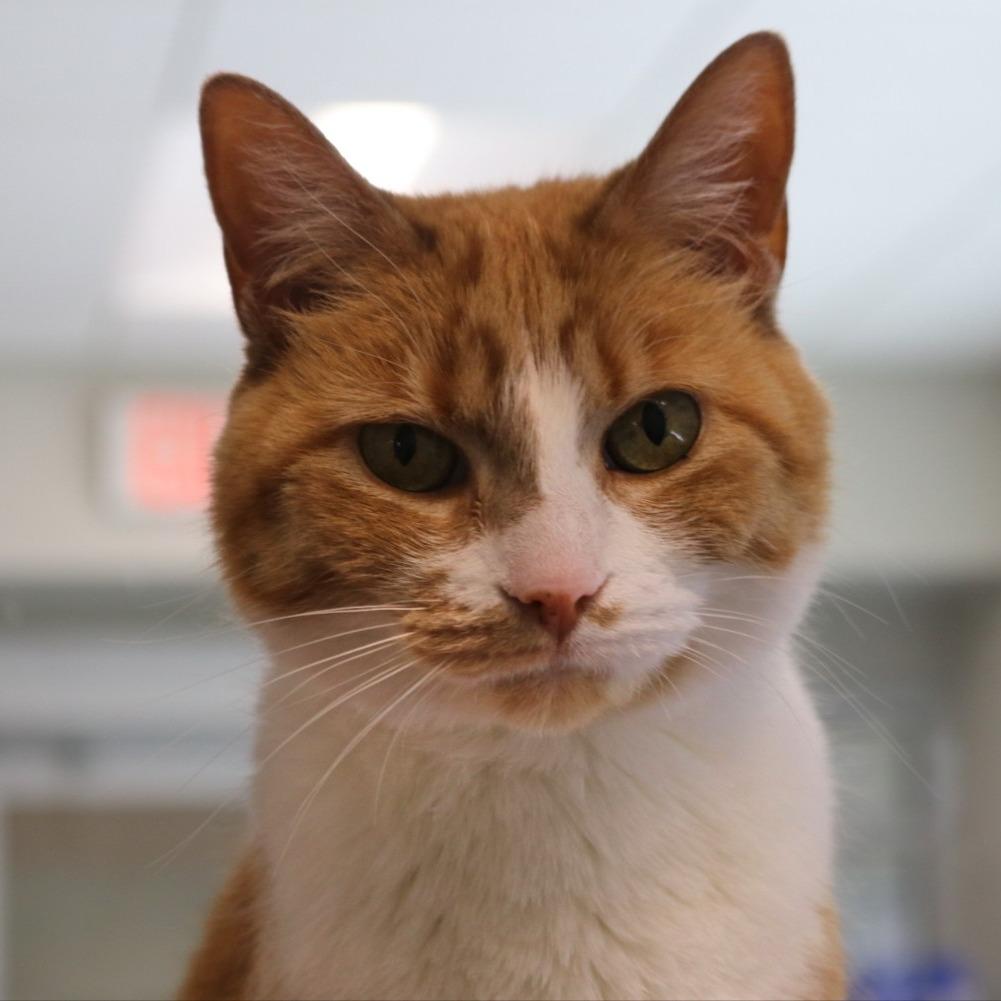 Enlarge Ms. Kisha, a Adoptable Domestic Short Hair in Saint Cloud, MN image 6/6