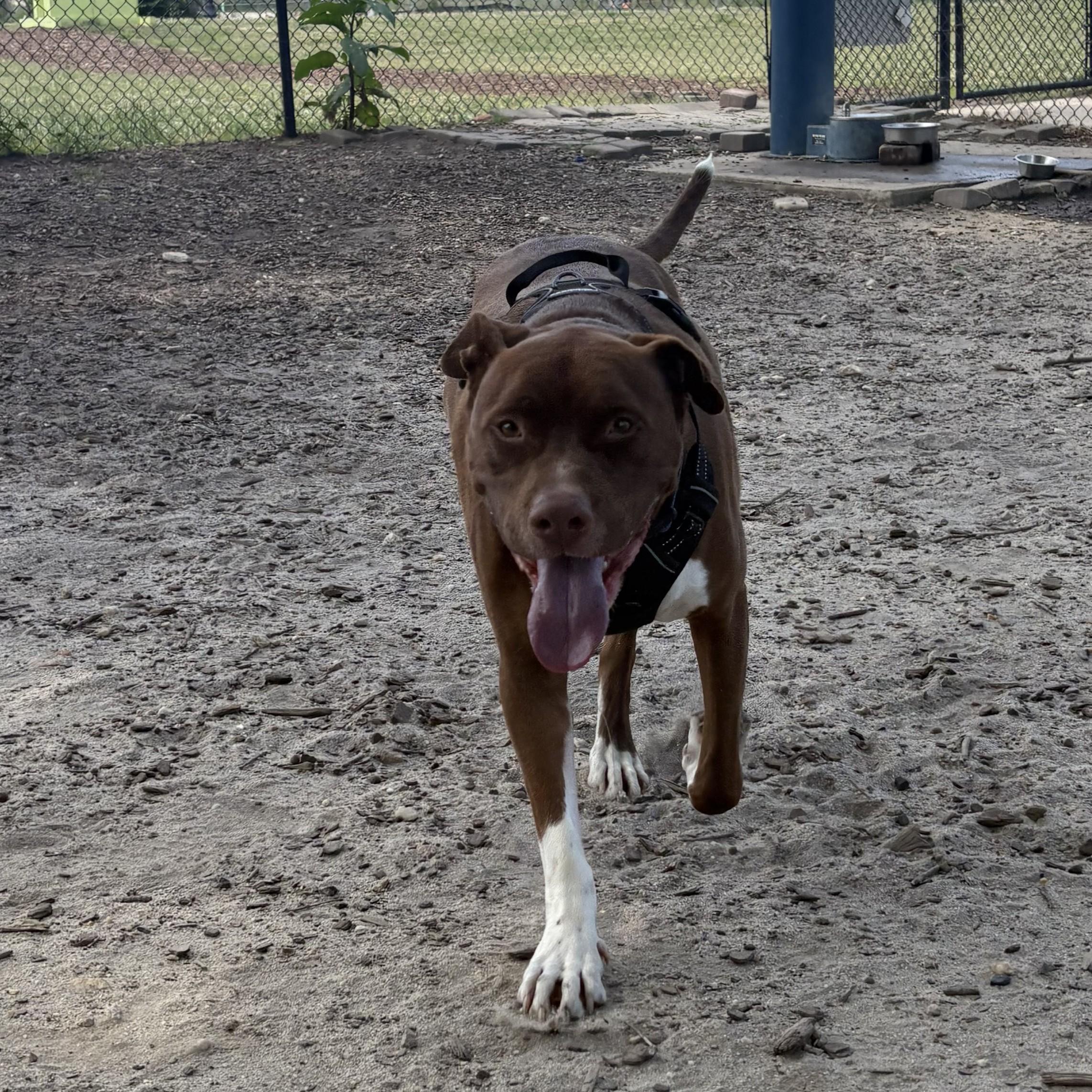 Murphy 4