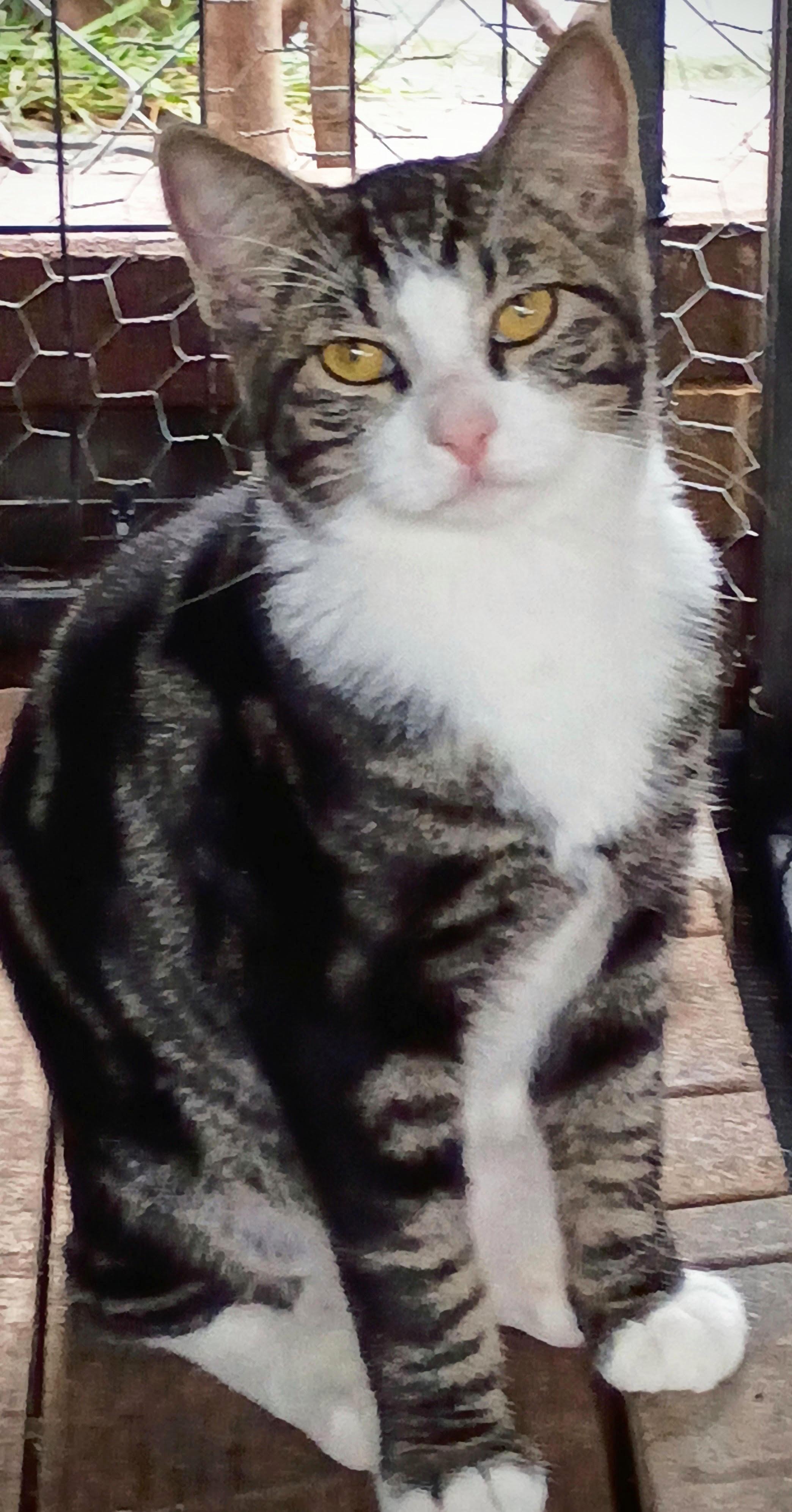 Bruce *Courtesy Post, Adoptable, Young Male Domestic Short Hair.