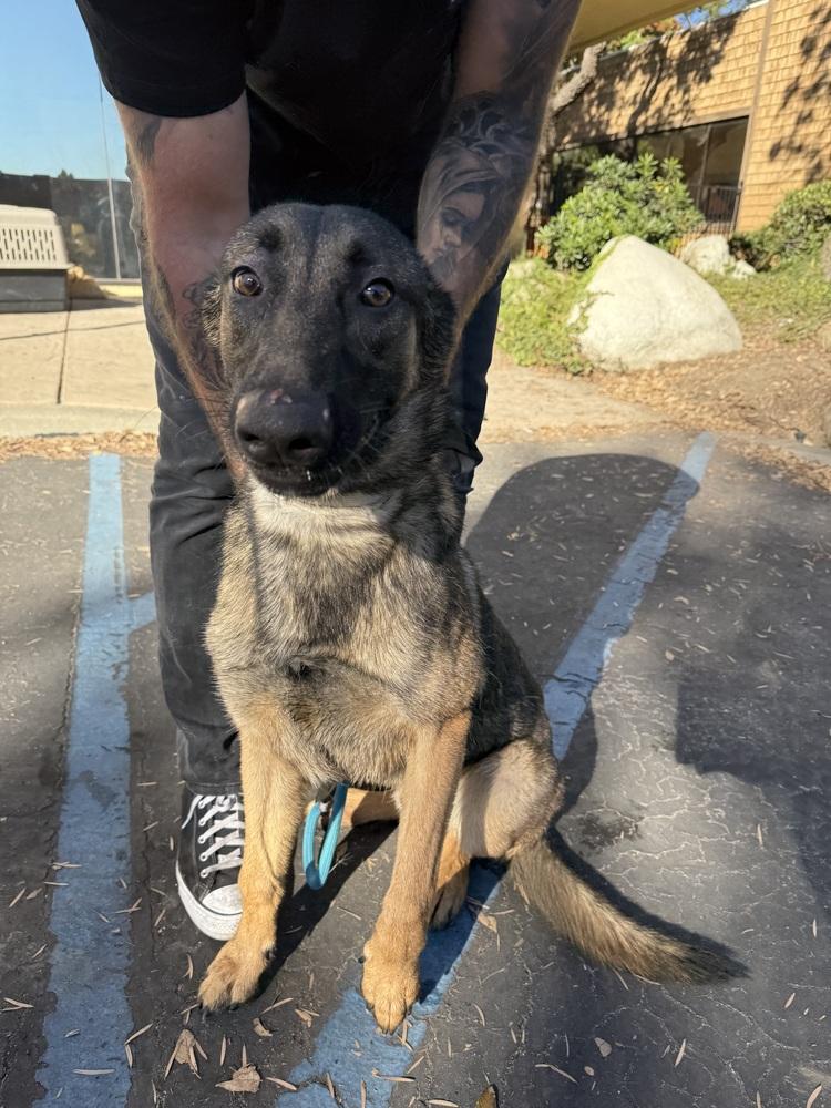 Enlarge Cletus, a Adoptable mixed breed in ventura, CA image 1/1