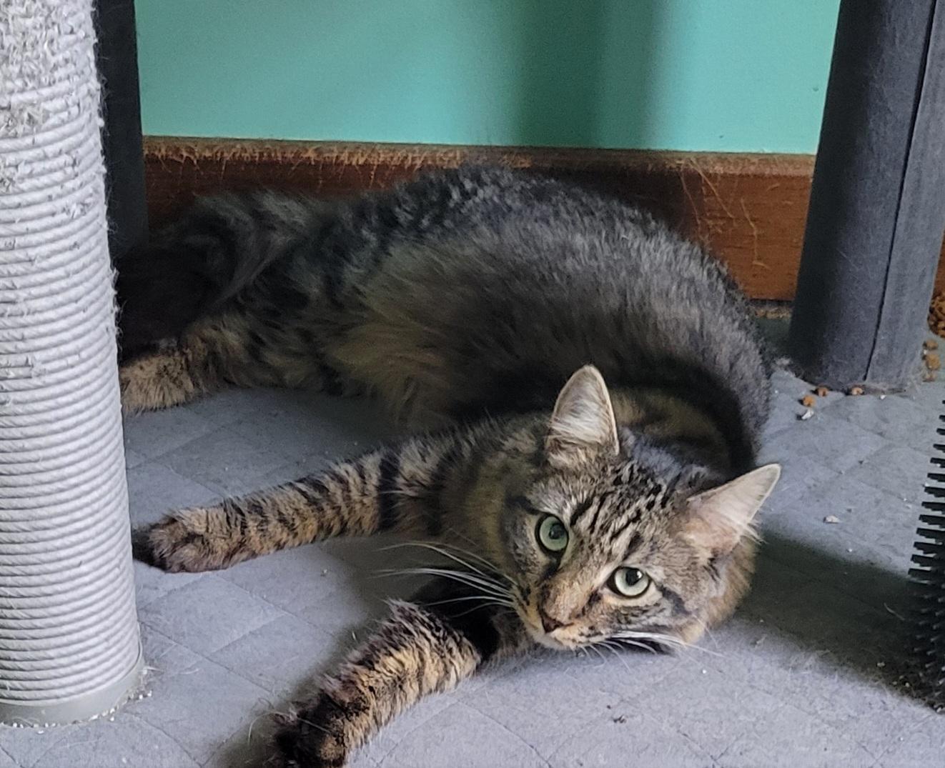 Enlarge Hall, a Adoptable Domestic Medium Hair in Green Brook, NJ image 1/2