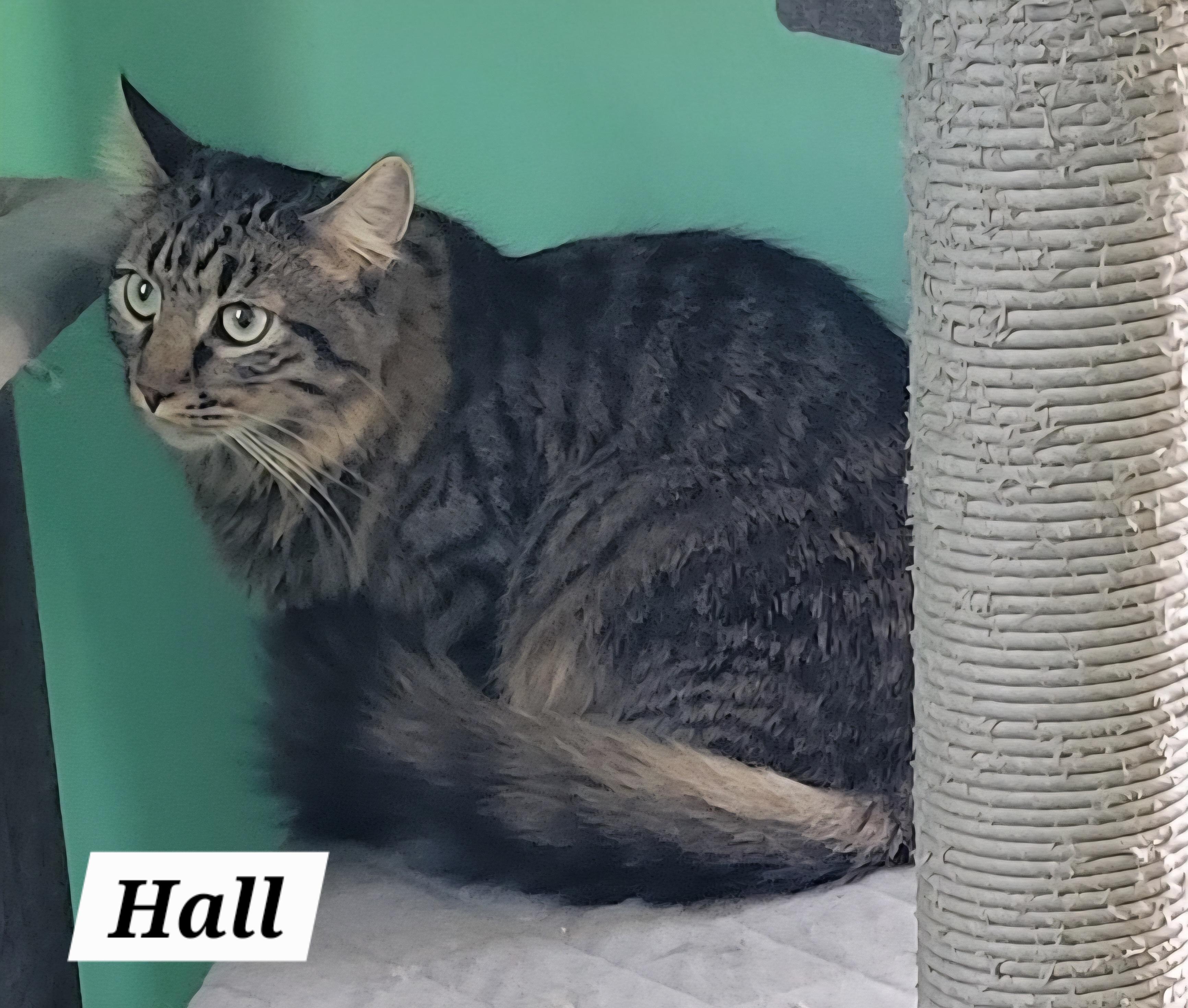 Enlarge Hall, a Adoptable Domestic Medium Hair in Green Brook, NJ image 2/2