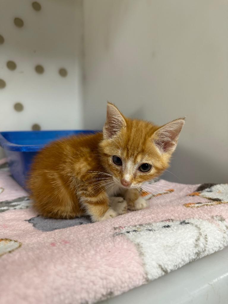 Okie, Adoptable, Young Male Domestic Short Hair.