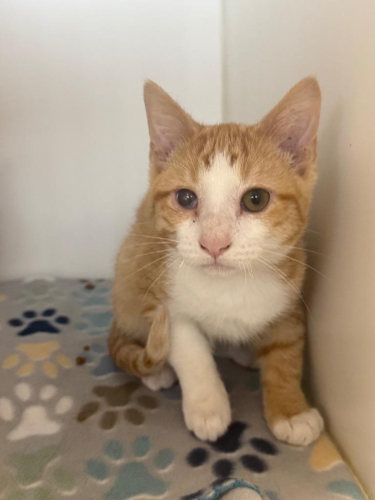 Okie, Adoptable, Young Male Domestic Short Hair.