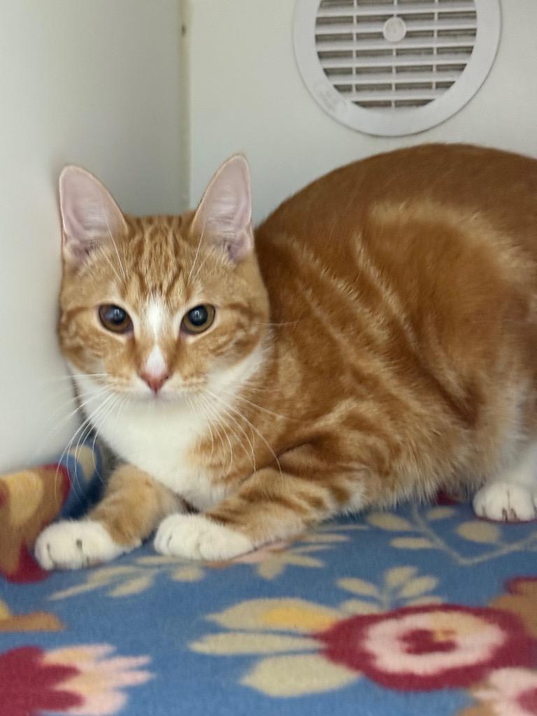 Enlarge Okie, a Adoptable mixed breed in Sapulpa, OK image 2/3